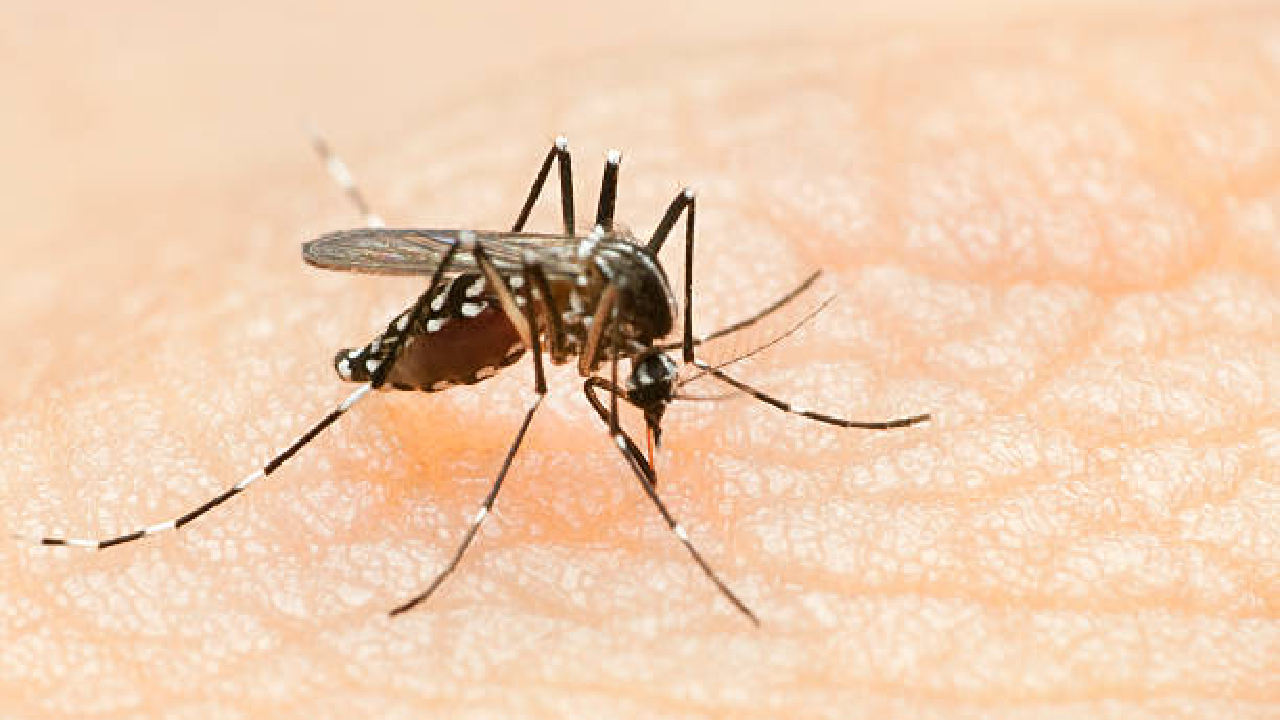 पुण्यात Dengue चा डंख! वर्षभरात तब्बल ‘इतके’ संशयित रुग्ण; महापालिका हायअलर्टवर…