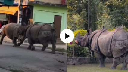 बाप रे! भररस्त्यात भिडले दोन अवाढव्य गेंडे; स्थानिक अन् पर्यटकांची उडाली तारांबळ, थरारक उडवणारा Video Viral 