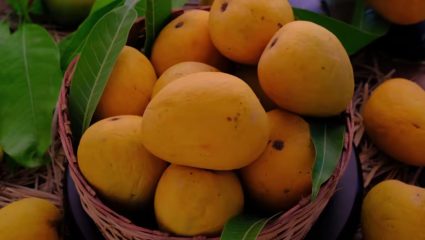 उन्हाळ्यात आंबे खाल्ल्यामुळे चेहऱ्यावर खरंच पिंपल्स येतात का? जाणून घ्या आंबे खाण्याची योग्य पद्धत आणि वेळ