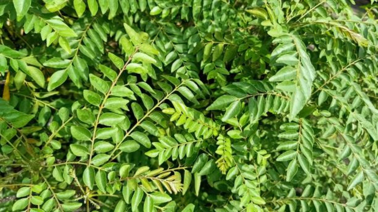 बद्धकोष्ठता, पोट फुगणे, अपचन इत्यादी सर्वच समस्यांपासून आराम मिळवण्यासाठी कढीपत्ता खूप जास्त फायदेशीर ठरतो. आतड्यांमधील घाण सहज बाहेर पडून जाते आणि आरोग्य सुधारते. 