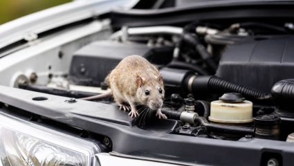 Tips to Protect Car From Rats: कारमध्ये उंदरांचा सुळसुळाट झालाय? ‘या’ सोप्या घरगुती उपायांनी महागड्या नुकसानीपासून करा बचाव