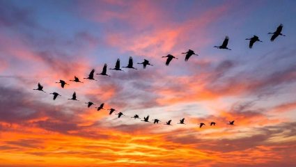 Migratory Bird Day 2026: हजारो मैलांचा प्रवास अन् अस्तित्वाचा संघर्ष; वाचा का महत्त्वाचे आहेत हे स्थलांतरित पक्षी?