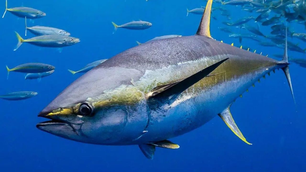 World Tuna Day : जागतिक खाद्यसंस्कृतीचा राजा, पण संवर्धनाविना अस्तित्व धोक्यात; वाचा ‘या’ खास माश्याबद्दल रंजक माहिती