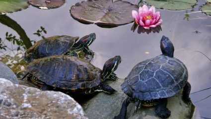 World Turtle Day: समुद्रकिनाऱ्यांचे रक्षक नामशेष होणार? प्लास्टिक प्रदूषण आणि मानवी स्वार्थाचा कासवांना मोठा फटका; वाचा सविस्तर