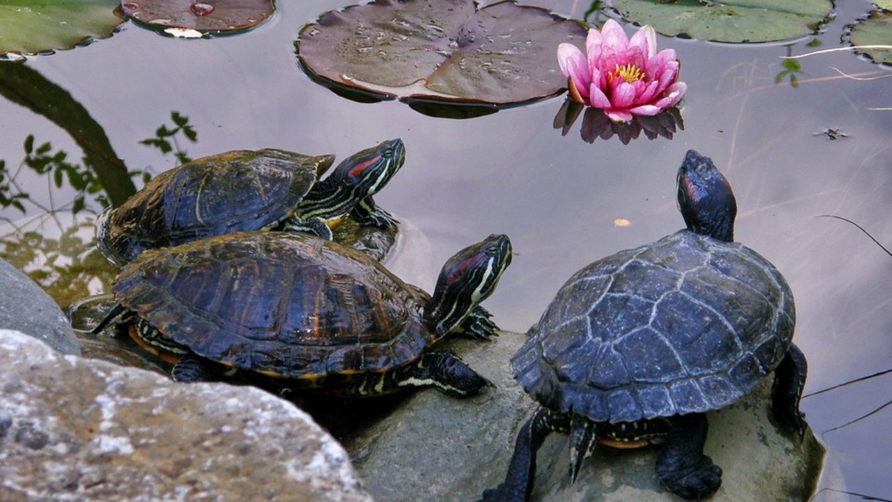 World Turtle Day: समुद्रकिनाऱ्यांचे रक्षक नामशेष होणार? प्लास्टिक प्रदूषण आणि मानवी स्वार्थाचा कासवांना मोठा फटका; वाचा सविस्तर