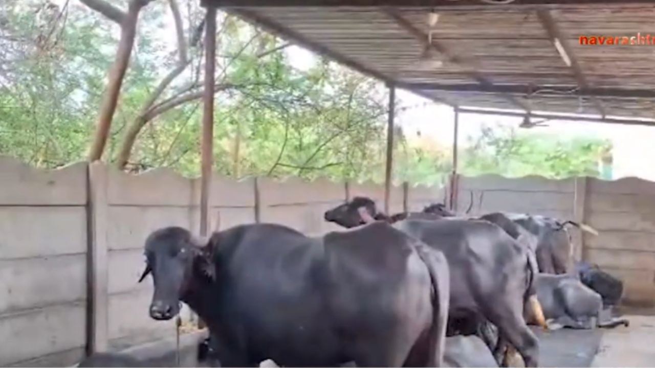 Ahilyanagar : वाढती उष्णता, चाऱ्याचे भडकलेले भाव, दूध व्यावसायिक आर्थिक संकटात