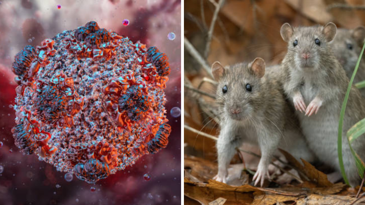 Hantavirus: नक्की कुठून सुरू झाला हंता व्हायरस? किती धोकादायक, या नावामागील काय आहे कहाणी