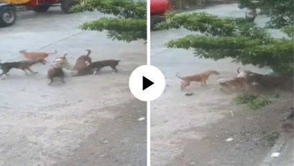 6 कुत्र्यांच्या कळपाने 4 वर्षांच्या चिमुकल्यावर केला हल्ला! ओढतच रस्त्यावर आणलं, शरीर ओरबडलं अन्… घटनेचा Video Viral