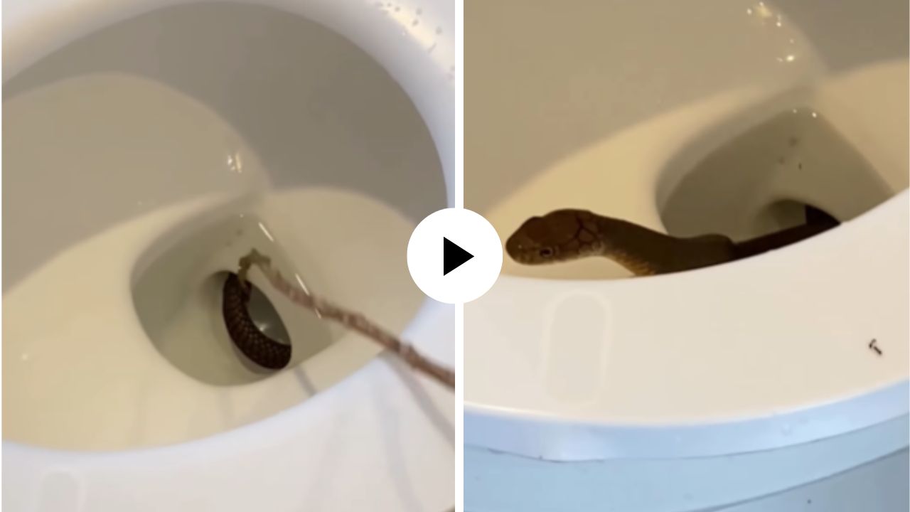 अरे बापरे! रिसॉर्टच्या टाॅयलेटमध्ये झाले नागदेवताचे दर्शन; म्हणाला, “थोडं थांबा पटकन कार्यक्रम उरकतो”, मजेदार Video Viral