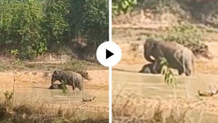 आई शेवटी आईच असते! दलदलीत अडकून पिल्लाचा मृत्यू, तासनतास त्याला बिलगून राहिली हत्तीण, मन हेलावून टाकाणारा Video Viral