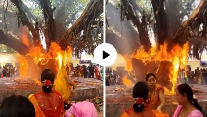 वटसावित्रेच्या पूजेत वडाला आला राग? पूजेदरम्यानच झाडं जळालं अन् महिलांच्या मूर्खतेने यूजर्सना राग अनावर; Video Viral