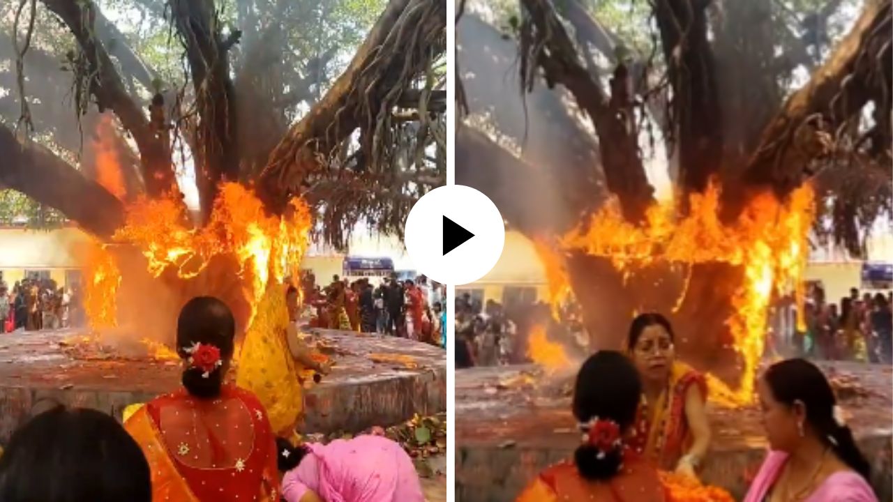 वटसावित्रेच्या पूजेत वडाला आला राग? पूजेदरम्यानच झाडं जळालं अन् महिलांच्या मूर्खतेने यूजर्सना राग अनावर; Video Viral