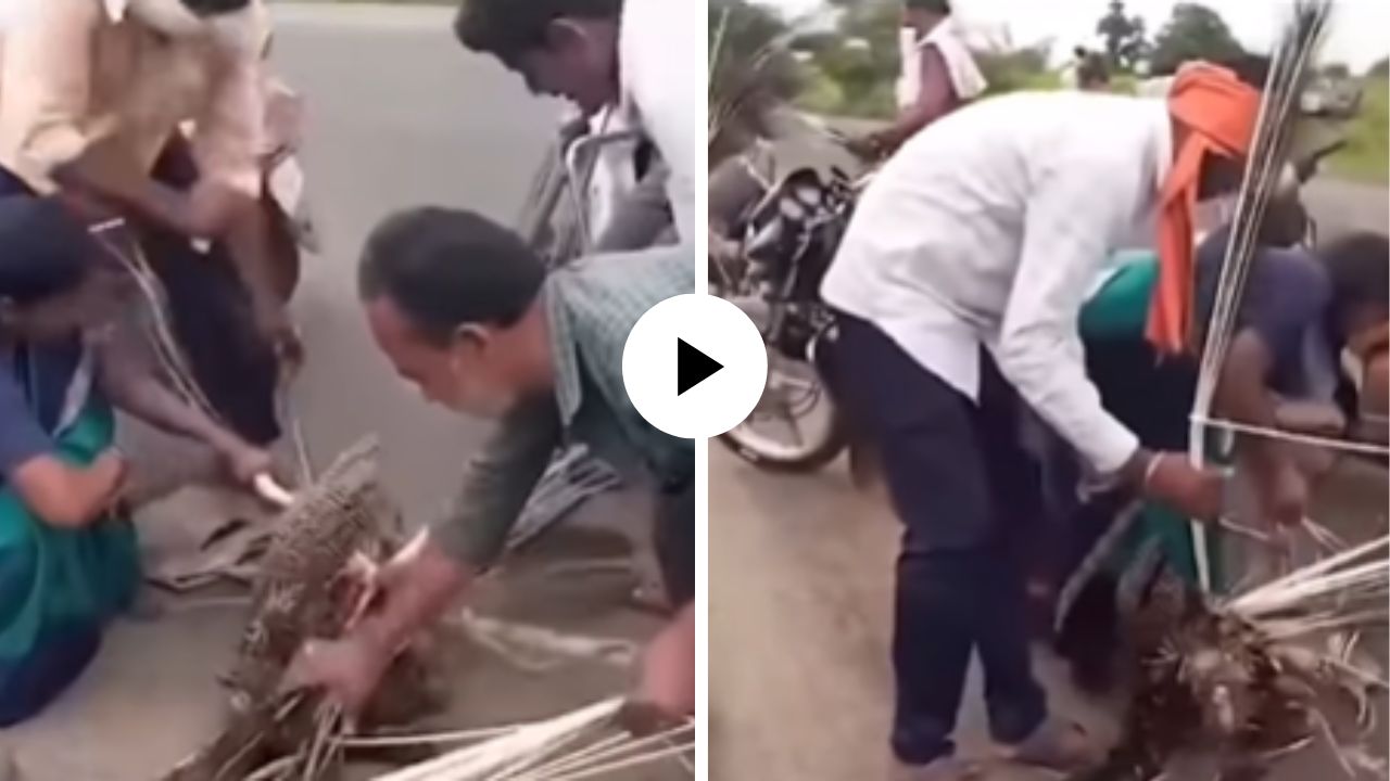 राष्ट्रीय पक्ष्यासोबत क्रुरता! अपघातानंतरही लोकांना मोराच्या जीवाची नाही तर पंखांची लालसा, Viral Video पाहून यूजर्स संतापले
