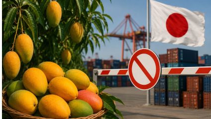 Japan Ban Indian Mangoes : हापूस, केशर, लंगड्यासह भारतीय आंब्यांना जपानमध्ये बंदी! २० वर्षांनंतर दुसऱ्यांदा बॅन