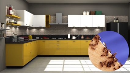 Kitchen Tips: उन्हाळ्यात घरात लाल मुंग्या वाढल्यात? मग करा ‘हे’ सोपे घरगुती उपाय