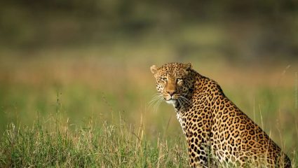 Mira Bhayander : मिरा-भाईंदरमध्ये पुन्हा बिबट्याची दहशत; वनविभाग सतर्क, नागरिकांना सावधतेचे आवाहन