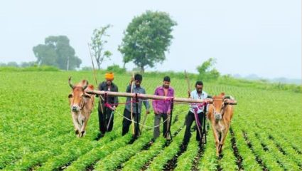 तब्बल ४ लाख हेक्टर क्षेत्रावर होणार पेरणी! कृषी विभागाकडून नियोजन; शेतकऱ्यांचे सोयाबीनकडे कल