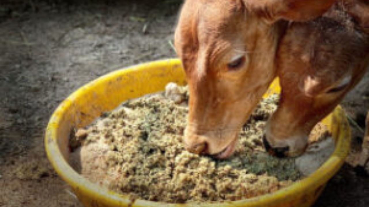 Buldhana News : गोवंश संरक्षणासाठी सरकारचे कठोर पाऊल! जिल्हाधिकाऱ्यांची माहिती; अवैध कत्तलखान्यांवर कारवाईचे निर्देश