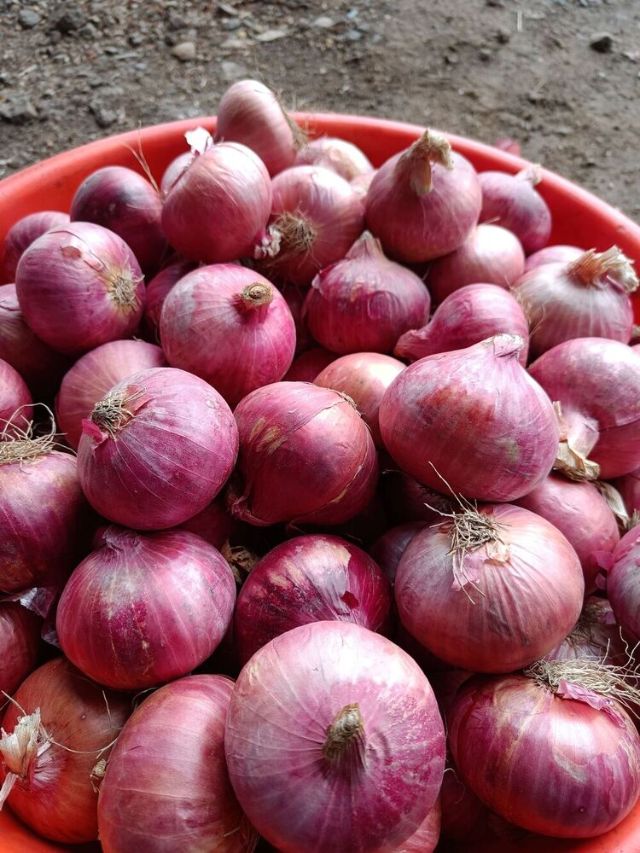 कांदा उत्पादनात भारतातील कोणते राज्य आघाडीवर आहे?