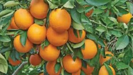 Nagpur Orange City: ‘ऑरेंज सिटी’ म्हणून ‘या’ शहराची ओळख आहे खास; जाणून घ्या इथल्या संत्र्यांचा रंजक इतिहास..