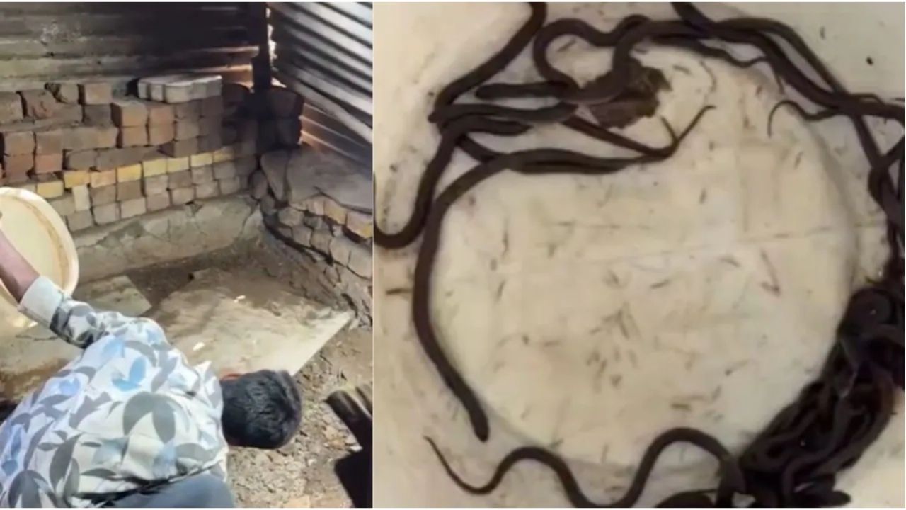 Kalyan News: घरात नेहमीसारखं सगळं सुरू होतं… पण कोपऱ्यात दिसलं असं काही की कुटुंबाच्या पायाखालची जमीन सरकली!