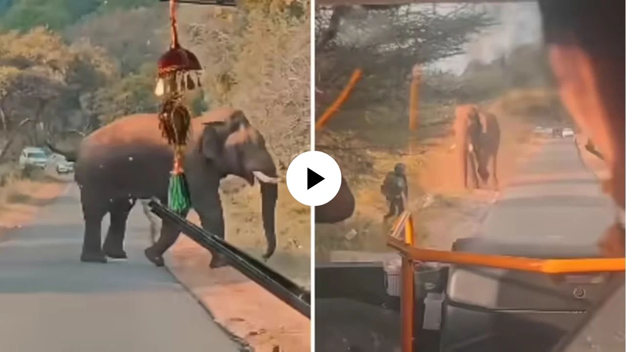 गजराजासमोर हुशारी पठ्ठ्याला पडली महागात; कट मारलायला गेला अन्…, पुढे जे घडलं, Video Viral