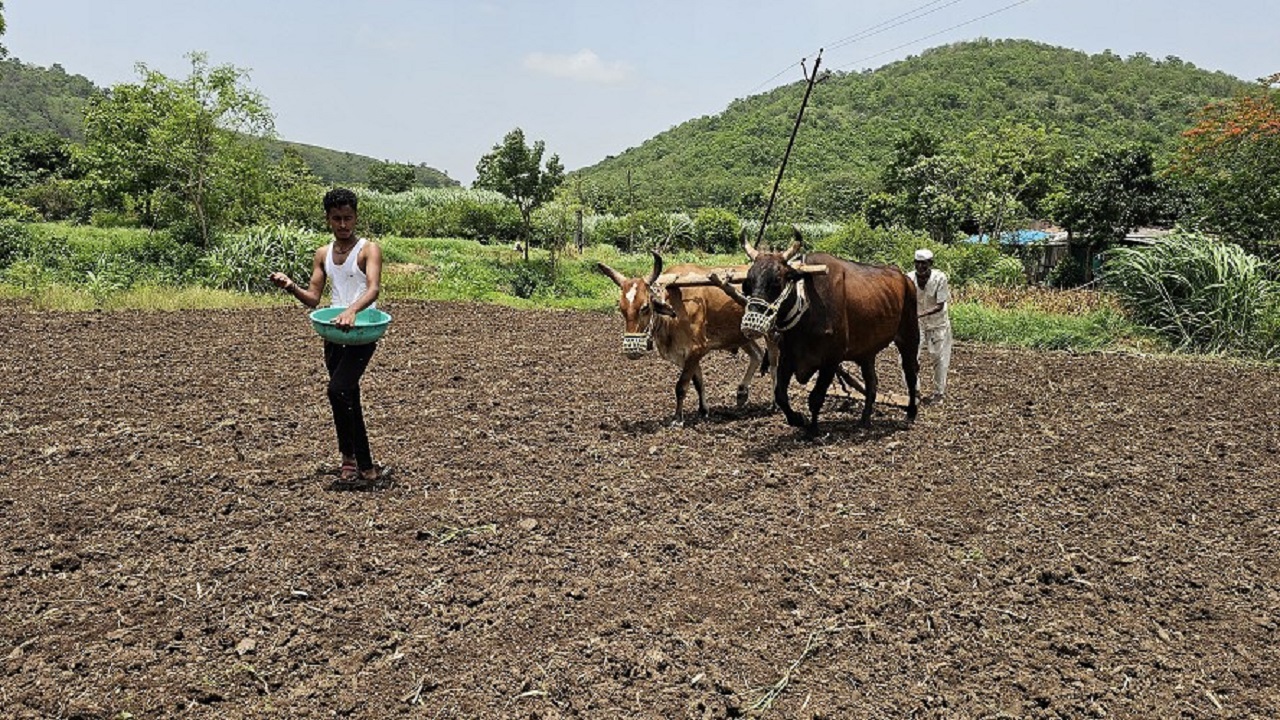 खेड तालुक्यातील शेतकरी अद्यापही पावसाच्या प्रतीक्षेत; धूळवाफेवर भात पेरणीला सुरुवात
