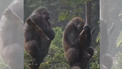 Gorilla Couple : बायको रागवली की असंच होतं! गोरिला कपलच्या भांडणाचा गोंडस VIDEO; पाहून नेटकरी म्हणाले, हा तर…