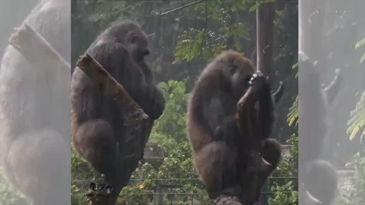 Gorilla Couple : बायको रागवली की असंच होतं! गोरिला कपलच्या भांडणाचा गोंडस VIDEO; पाहून नेटकरी म्हणाले, हा तर…