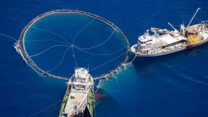Stop IUU Fishing : समुद्रातील अथांग खजिन्यावर डल्ला! बेकायदेशीर मासेमारीमुळे कोट्यवधी मच्छिमारांचे अस्तित्व धोक्यात, वाचा सविस्तर