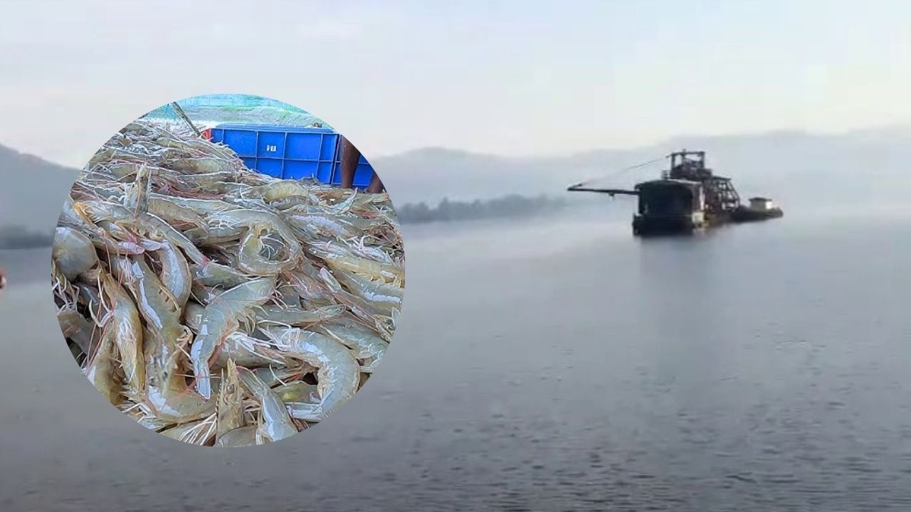 Konkan News : लोटे प्रदूषणात घट अन् खाडीत जीवसृष्टीची चाहूल; कोळंबी-खेकड्यांच्या पुनरागमनाने मच्छीमार सुखावले