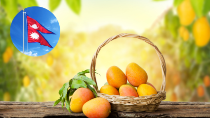 Mango Export: नेपाळमध्ये भारतीय आंबे विकले जाणार की नाही? अखेर सरकारने स्पष्टच सांगत केला खुलासा…