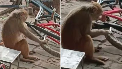 फक्त उड्या मारुन पोट भरत नाही! थेट सायकलचं पंक्चर काढायला बसलं माकड; VIDEO पाहून नेटकरी म्हणाले…
