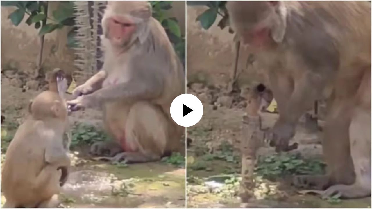 माणसालाही लाजवेल अशी शहाणपणाची कृती; पाणी पिऊन माकडांनी बंद केला नळ, Video Viral