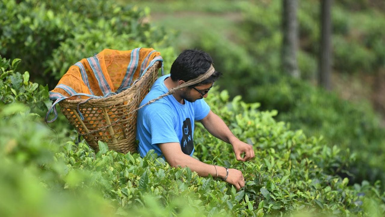 Nepal Tea Dispute : भारत-नेपाळ सीमेवर 13 लाख किलो चहा अडकला; नव्या नियमांमुळे नेपाळी कारखाने बंद, हजारो शेतकरी रस्त्यावर