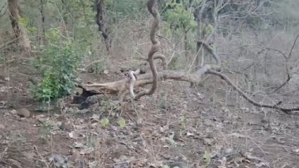 झाडांच्या मुळाशी करवतीचे घाव! कर्जतच्या ‘या’ गावात नेमकं काय घडतंय? पर्यावरणप्रेमी का संतापले?