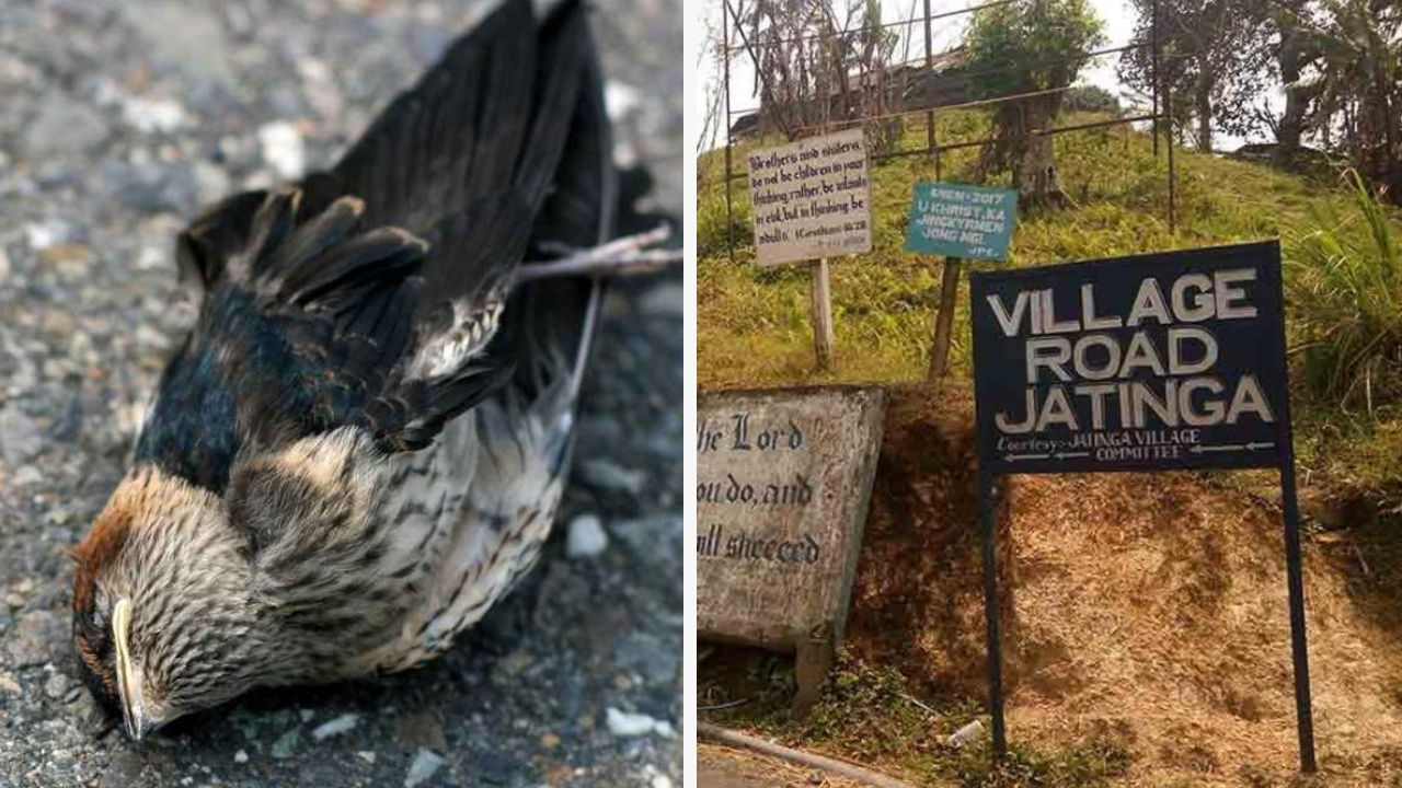 पक्ष्यांच्या सामूहिक आत्महत्येचे गूढ! आसाममधील ‘जतिंगा’ गाव; निसर्गाचे सर्वात मोठे कोडे!