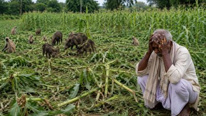 Amravati News: वन्यप्राण्यांच्या दहशतीने शेती संकटात! पिकांचे नुकसान मोठे, भरपाई मात्र अपुरी; शेतकरी हवालदिल