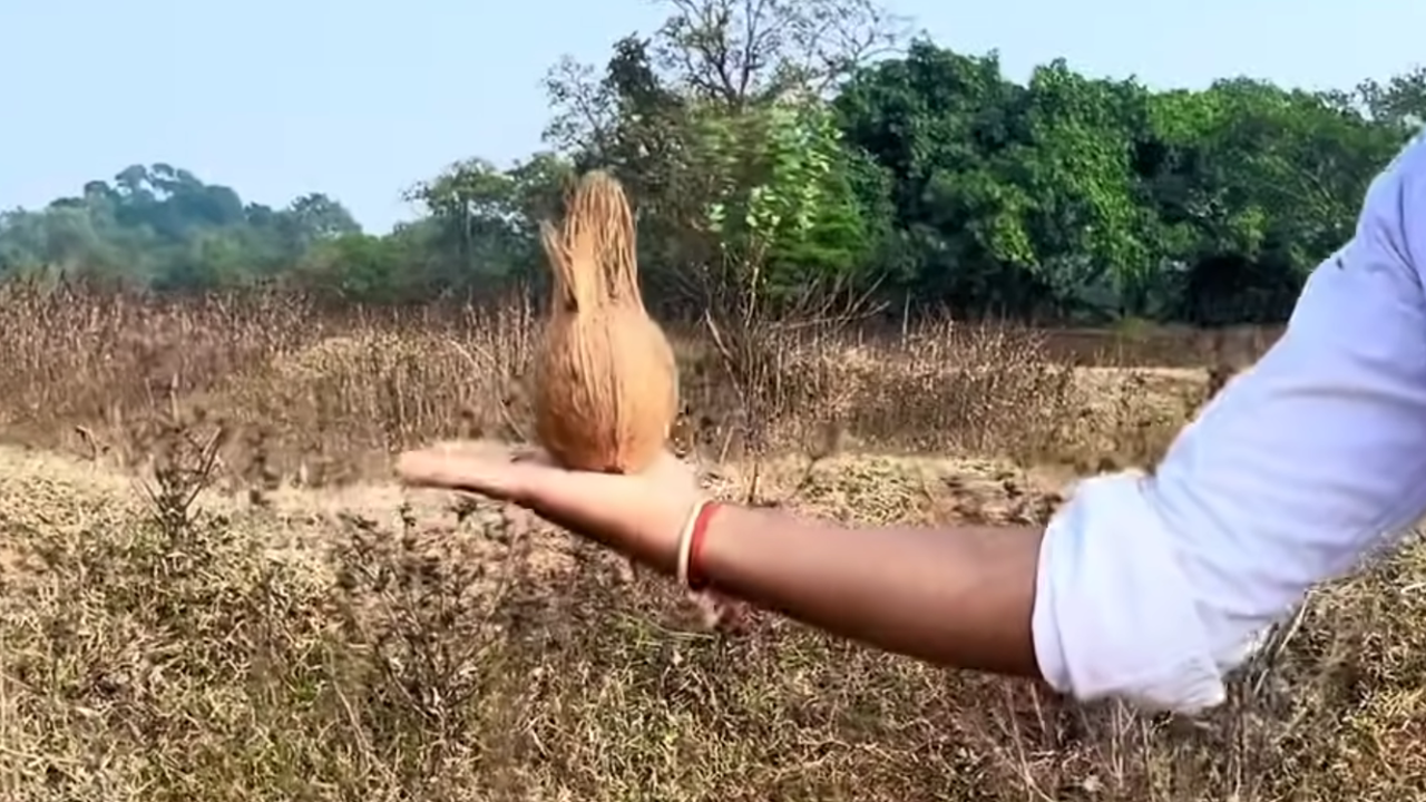 पाणाडी जमिनीच्या खाली पाणी कसे शोधतात? भोंदूपणा, परंपरा की विज्ञान? जाणून घ्या सत्य