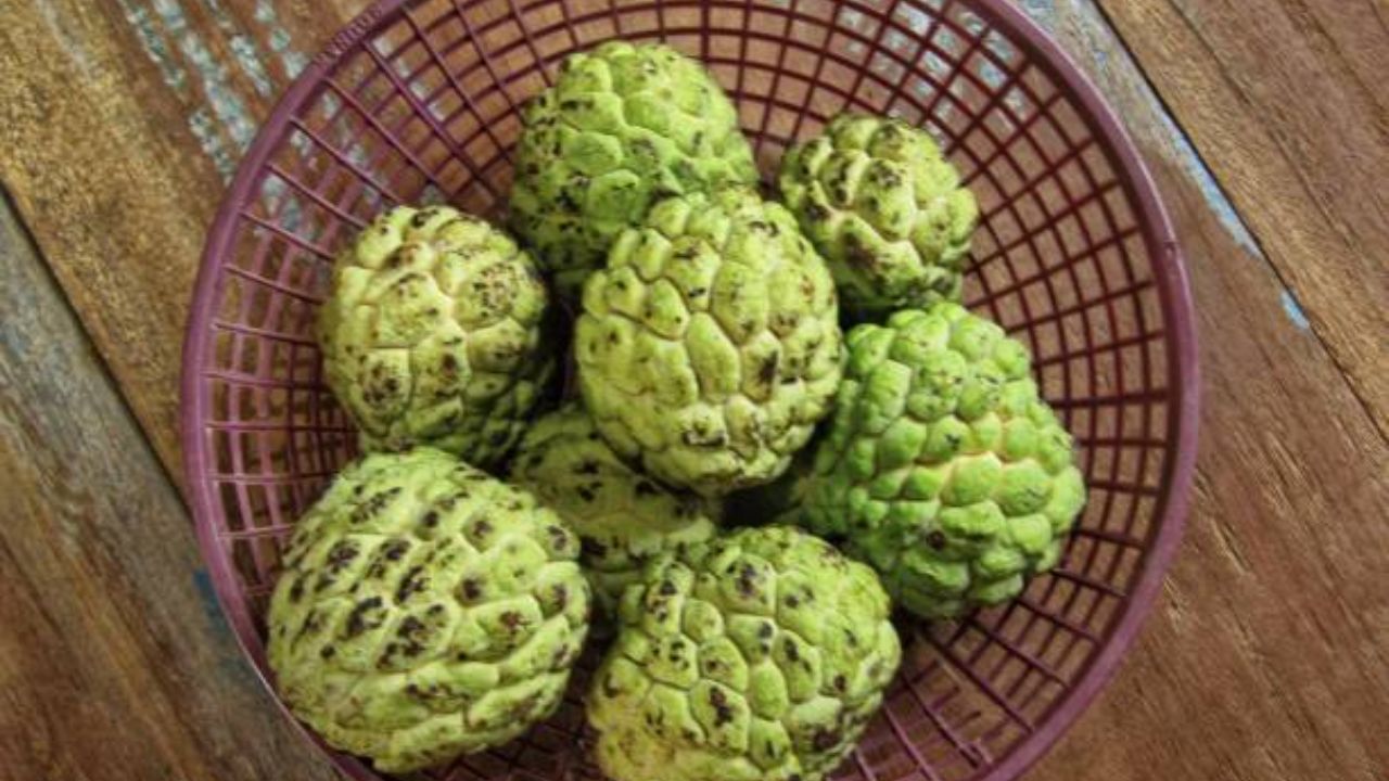 सीताफळाचे आवश्यक प्रमाणात सेवन केल्यास शरीराला भरमसाट फायदे होतात. दैनंदिन आहारात वेगवेगळी फळे खावीत. फळे खाल्ल्यामुळे आरोग्य सुधारते.