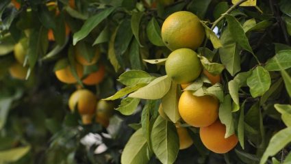 मोसंबीला ‘मिठाईचा दर्जा’ द्या! दर मिळत नसल्याने आर्थिककोंडी; मोसंबी उत्पादक शेतकऱ्यांची मागणी