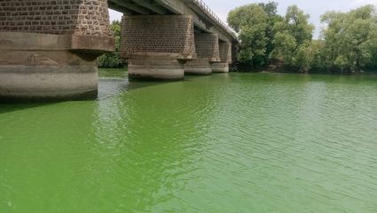 Krishna River Pollution: अरे हे काय चक्क… कृष्णा नदीचे पाणी झालं हिरवं गडद! नदीकाठच्या लोकांना संसर्गाचा धोका