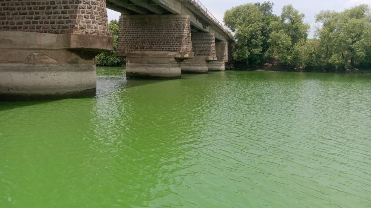 Krishna River Pollution: अरे हे काय चक्क… कृष्णा नदीचे पाणी झालं हिरवं गडद! नदीकाठच्या लोकांना संसर्गाचा धोका