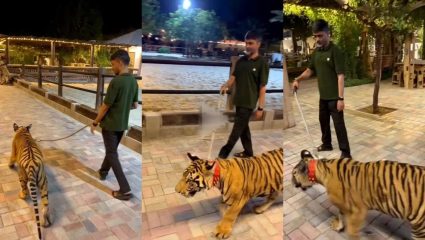 ‘ऑपरेशन टायगर’ची जोरदार चर्चा सुरू असताना, शरद पवार गटाच्या खासदाराचा खऱ्या वाघासोबत रॉयल वॉक; Video ने उडवली खळबळ