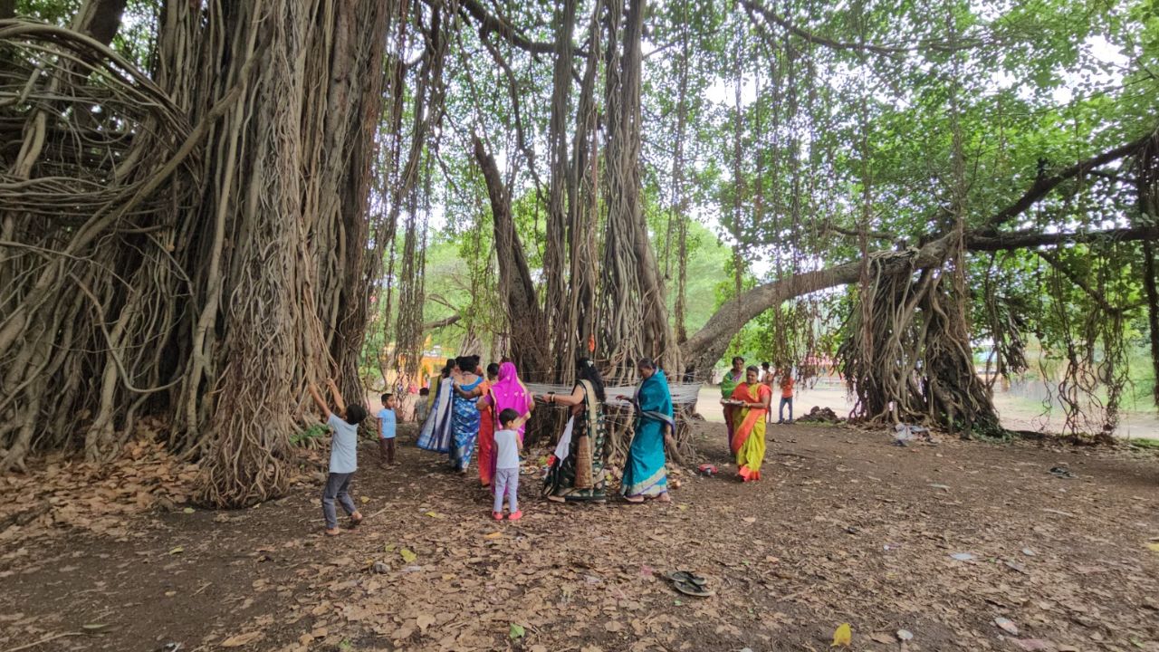 आशियातील सर्वात मोठ्या वटवृक्षाखाली वटपौर्णिमेचा भक्तिमय सोहळा, कोयना विभागातील ग्रामीण भागात महिलांनी जपली परंपरा