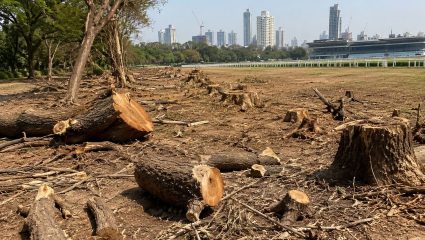 Mumbai News: रेसकोर्सवरील वृक्षतोडीचा अहवाल दडपला! किती झाडे तोडली याबाबत महानगरपालिका अनभिज्ञ; विकासकाला ‘अल्टिमेटम’