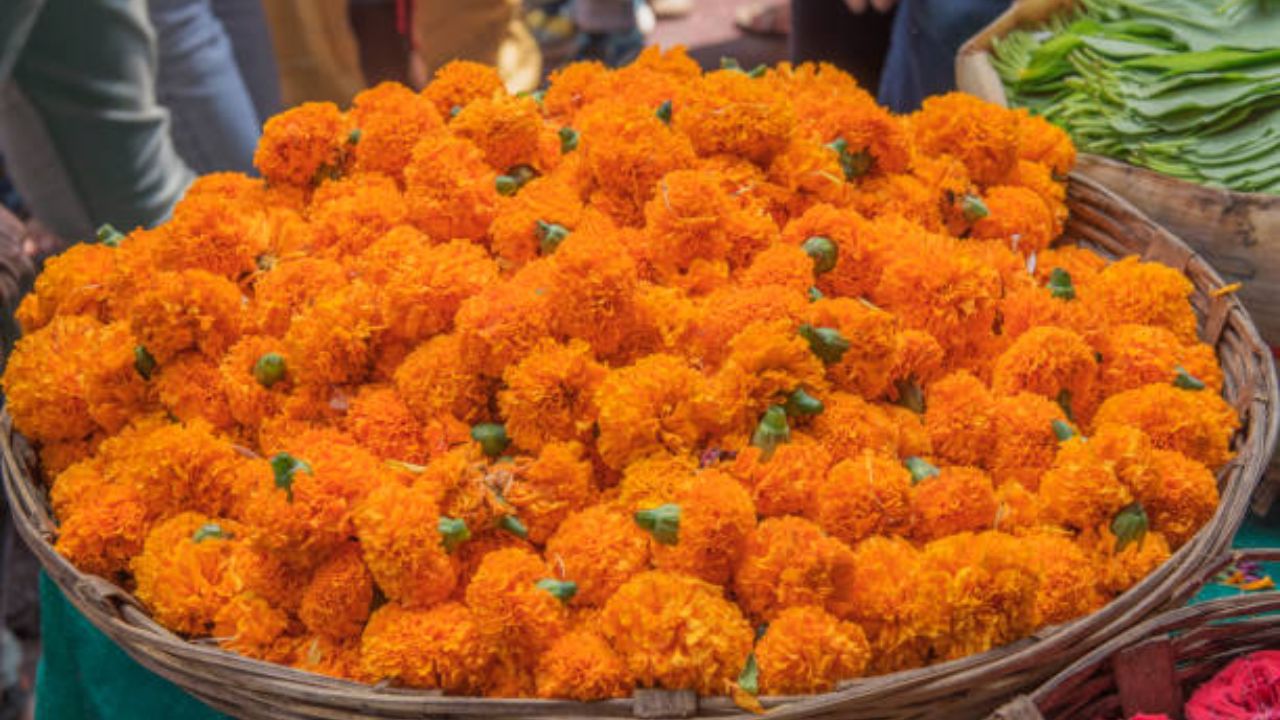 झेंडूच्या फुलामध्ये दाहशामक आणि अँटीबॅक्टेरियल गुणधर्म असतात. त्यामुळे छोट्या मोठ्या जखमा किंवा त्वचेमध्ये वाढलेली जळजळ कमी करण्यासाठी झेंडूच्या फुलांचा वापर करावा. 