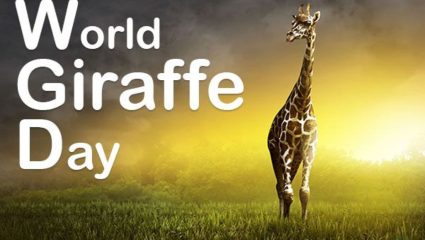 World Giraffe Day : वर्षातील सर्वात मोठा दिवस आणि जगातील सर्वात उंच प्राणी; जाणून घ्या ‘जागतिक जिराफ दिन’ का आहे खास