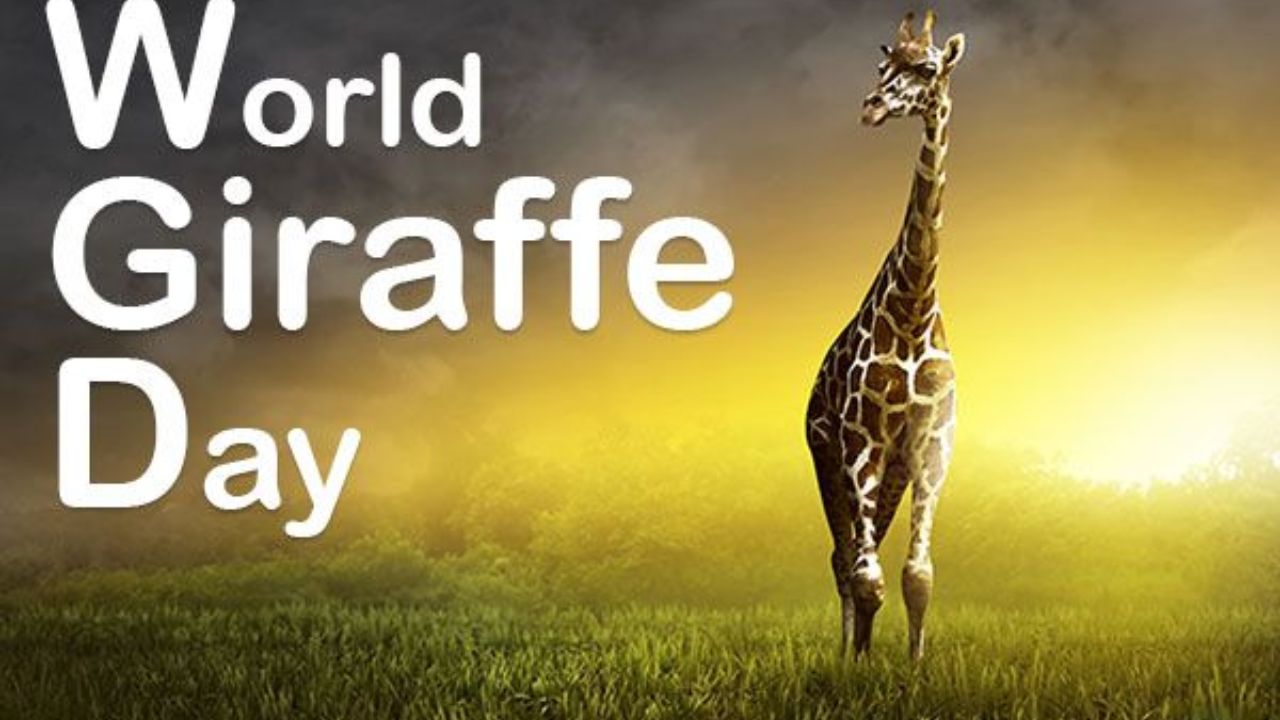 World Giraffe Day : वर्षातील सर्वात मोठा दिवस आणि जगातील सर्वात उंच प्राणी; जाणून घ्या ‘जागतिक जिराफ दिन’ का आहे खास