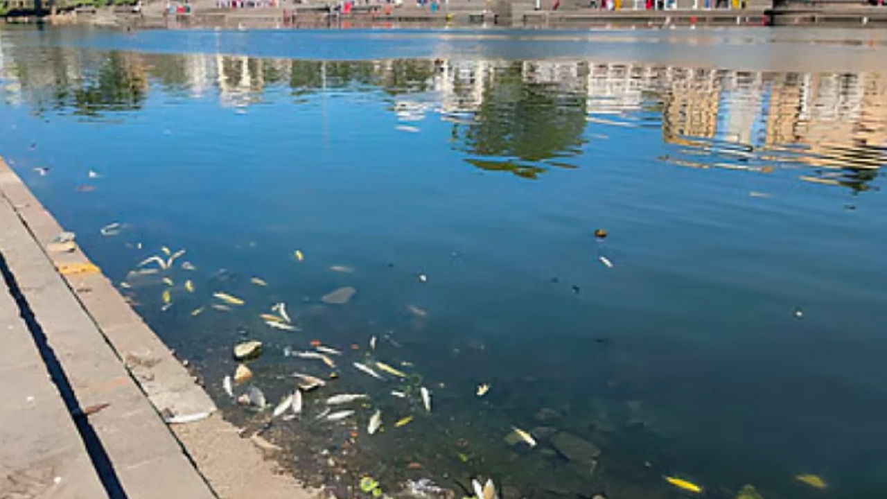 Indrayani River : देहूतील इंद्रायणी नदीत हजारो मासे मृत; आषाढी वारीपूर्वी पर्यावरणीय संकट
